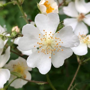 Könnte beinhalten: Nahaufnahme einer weißen Blüte mit gelber Mitte. Die Blüte hat fünf Blütenblätter und ist von grünen Blättern umgeben.