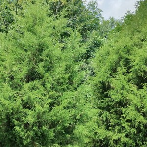 May include: A lush green hedge of evergreen trees with a grassy area in the foreground.