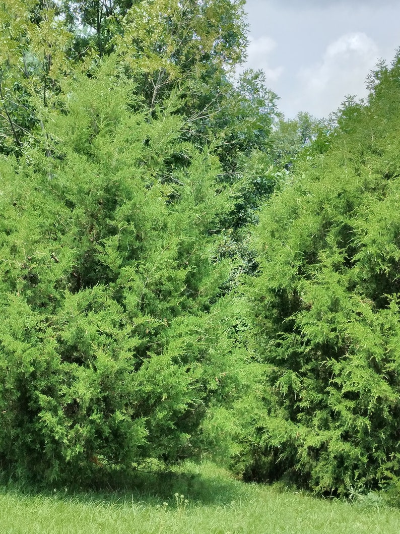 May include: A lush green hedge of evergreen trees with a grassy area in the foreground.