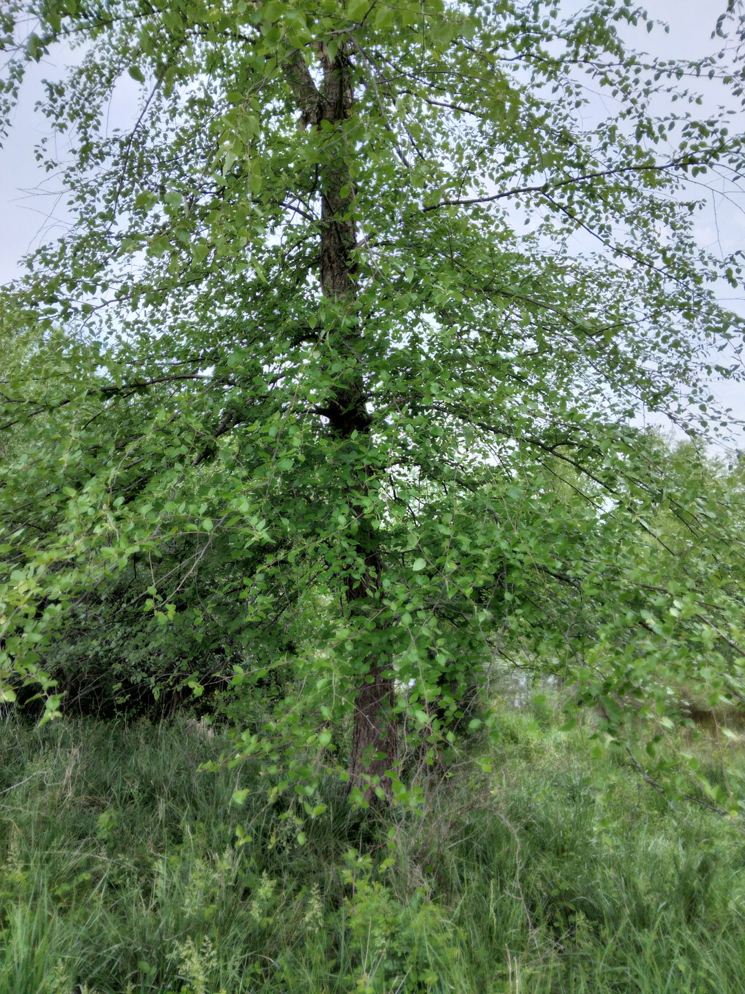 16 Birch Tree Unrooted Cuttings Etsy