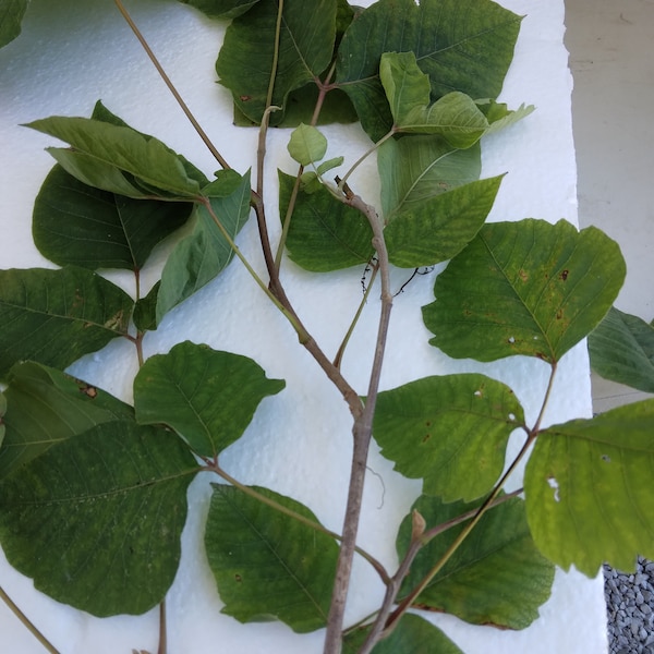 1 voet plus Live Poison Ivy Root voor transplantatie