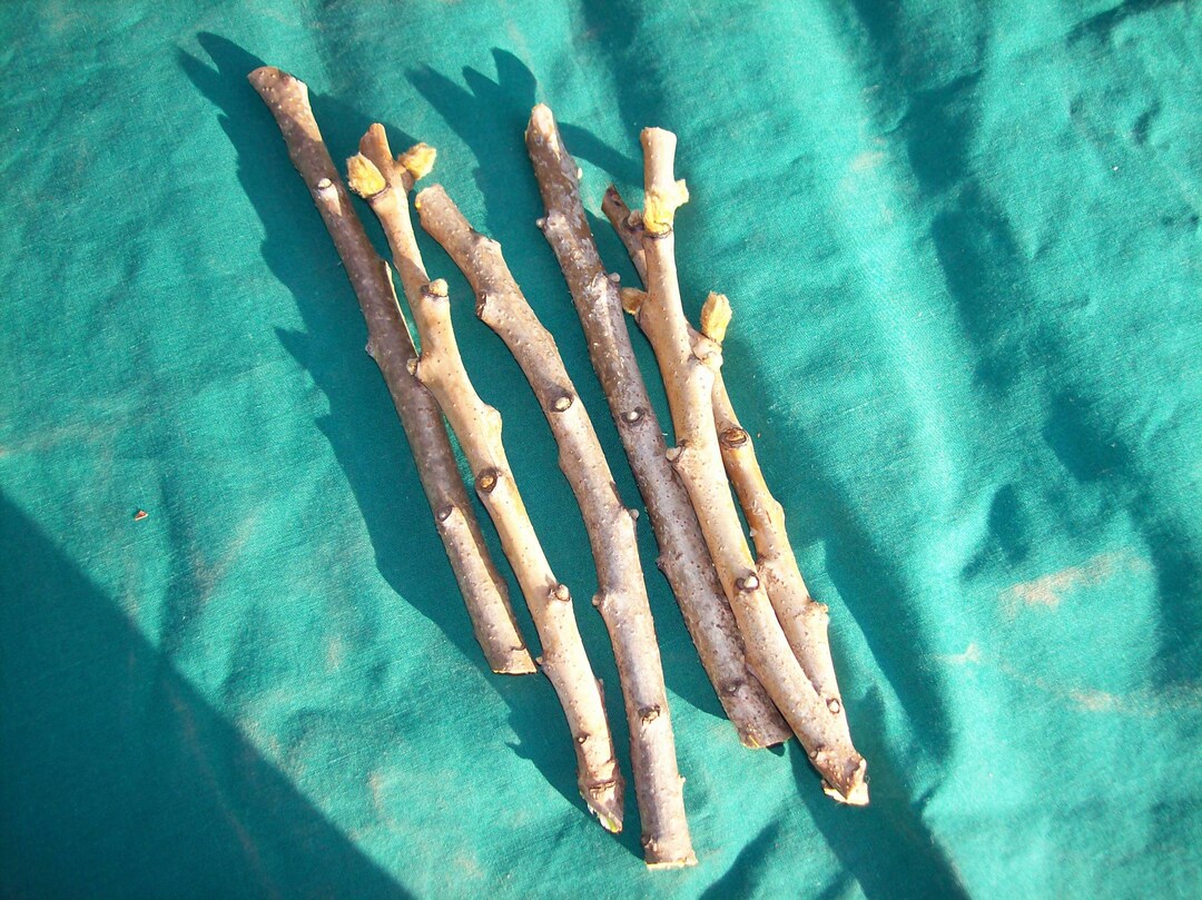 24 Poison Sumac Tree Cuttings Etsy