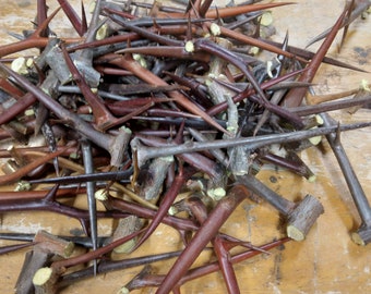 50 espinas de langosta negra mezcla de 1 pulgada a 4 pulgadas de largo