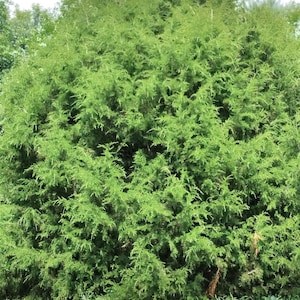 May include: A dense, green bush with a thick canopy of foliage. The bush is growing in a field of green grass.