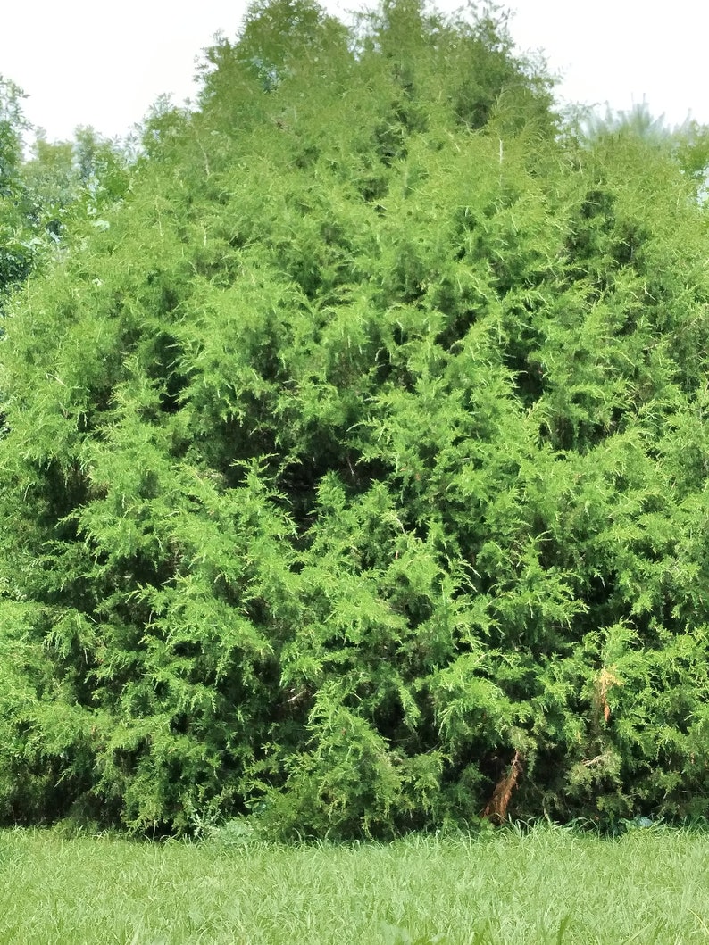 May include: A dense, green bush with a thick canopy of foliage. The bush is growing in a field of green grass.