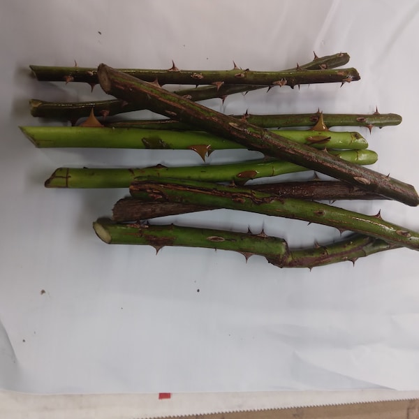 Wild Rose Stems With Sharp Briers Craft Witchcraft Art.   Fresh Cut For Rooting