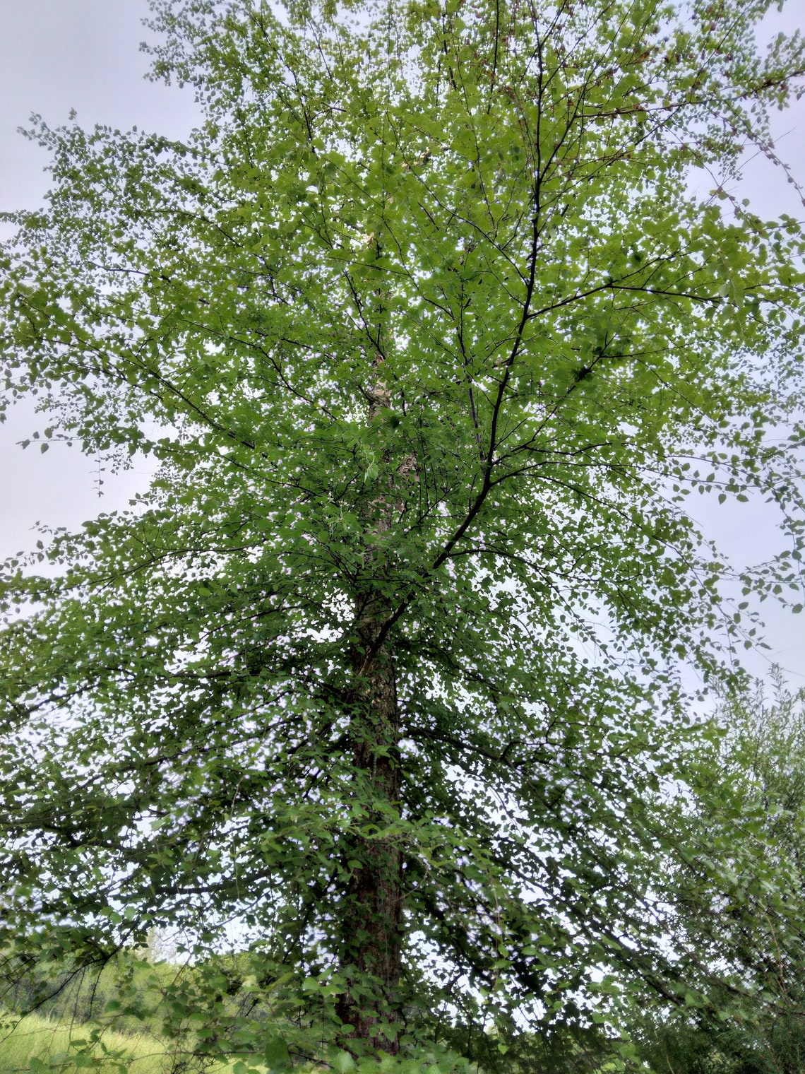 16 Birch Tree Unrooted Cuttings Etsy