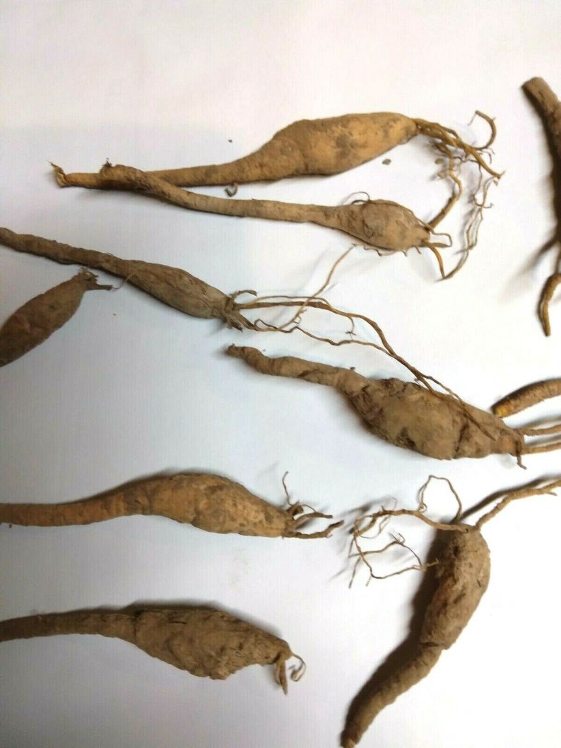 Puede incluir: Un grupo de seis ra&iacute;ces bulbosas marrones y secas con tallos largos y delgados y ra&iacute;ces. Las ra&iacute;ces est&aacute;n dispuestas sobre una superficie blanca.