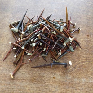 100 Black Locust Thorns