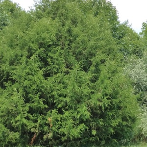 May include: A large, dense, green bush with many branches and leaves. The bush is growing in a field of green grass.