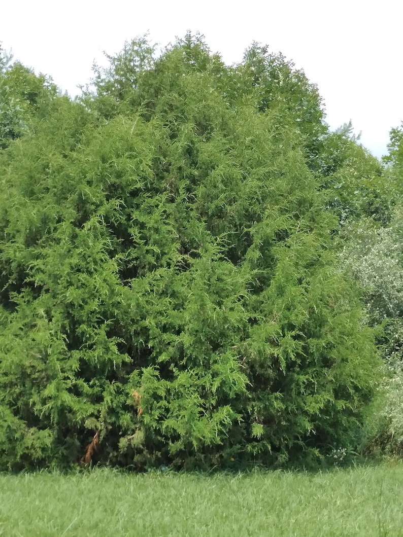 May include: A large, dense, green bush with many branches and leaves. The bush is growing in a field of green grass.