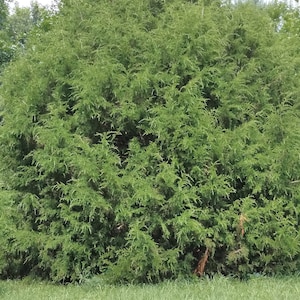 May include: A large, dense, green bush with a rounded shape. The bush is surrounded by a field of green grass.