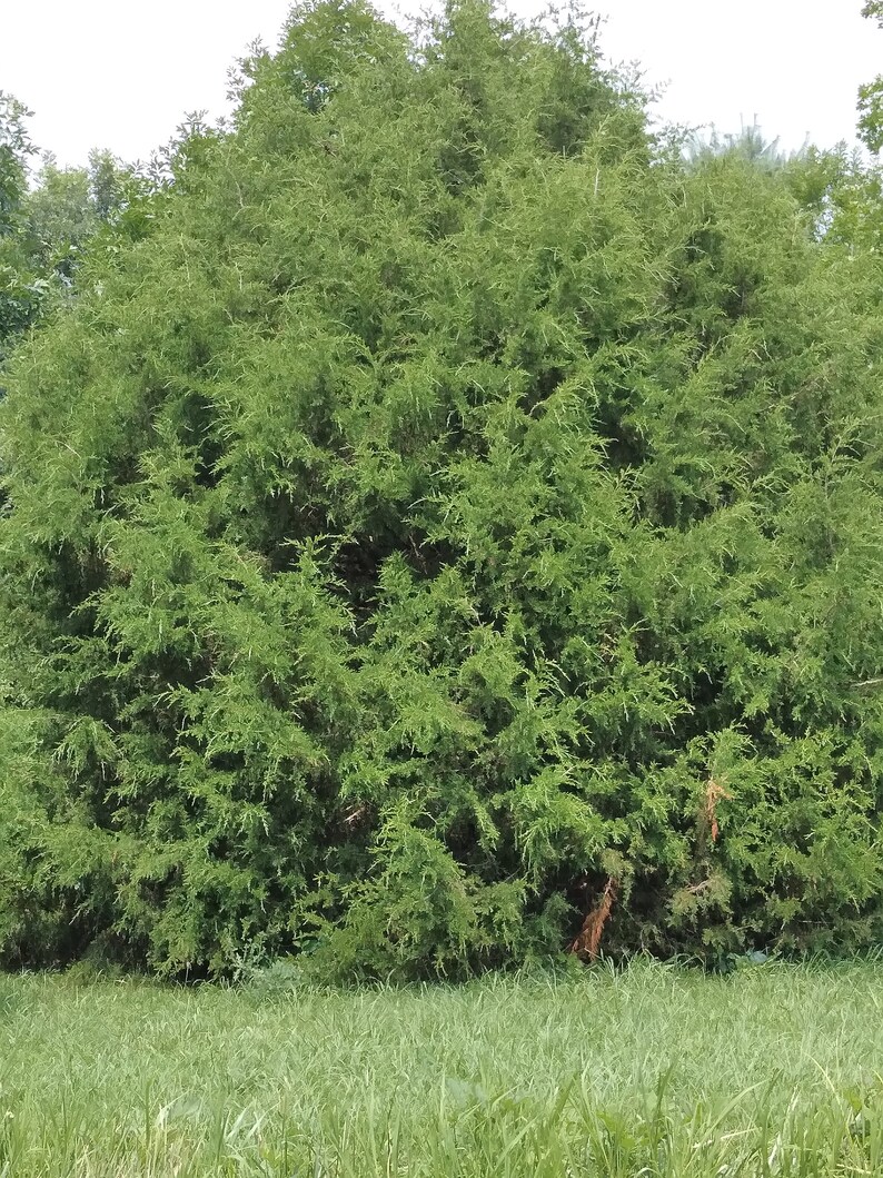 May include: A large, dense, green bush with a rounded shape. The bush is surrounded by a field of green grass.