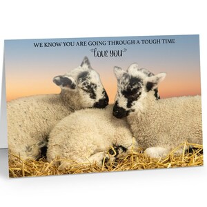 Carte de voeux Peak District Lamb Wildlife Photography - Sympathie personnalisable, pensée pour vous, fête des mères, sensibilisation à la santé mentale et