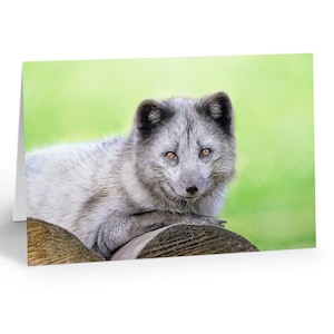 Stunning Fox Wildlife A5 Greeting Card - Personalised Message Option - High Quality Print - Ideal for Any Occasion