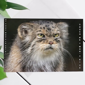 Cartão de felicitações engraçado de gato selvagem | Cartão horizontal personalizável com acabamento perolado | Perfeito para amantes de gatos - em branco por dentro para qualquer ocasião