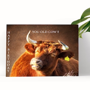 Highland Kuh Geburtstagskarte, lustige Kuh Geschenk, humorvolle Altersgruß, lokale Fotografie Druck