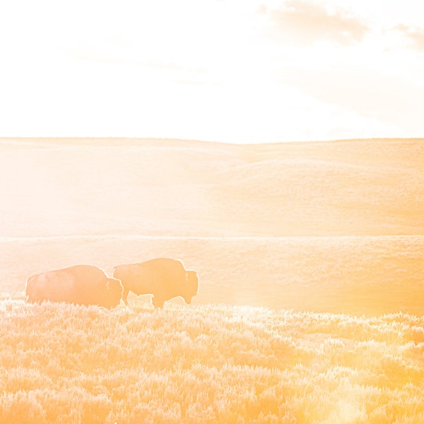 Printable Yellowstone Bison photo, FineArt Decor, Horizontal Digital Print, Instant Download