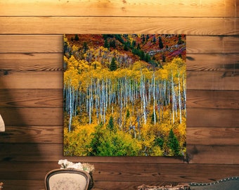 May include: A framed photograph of a forest scene with tall, slender trees with white bark and yellow leaves. The trees are set against a backdrop of green and red foliage.