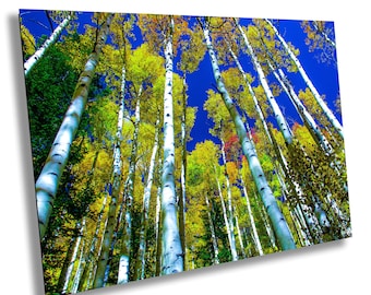 Colorado Aspen Baum Bild: Herbst Landschaft Fotografie Wandkunst