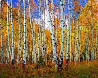May include: A forest of white birch trees with yellow, orange, and red leaves in the background. The trees are tall and slender, and the leaves are vibrant and colorful.