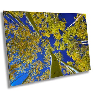 Autumn Aspen Trees Photography: Colorado Blue Sky Wall Art