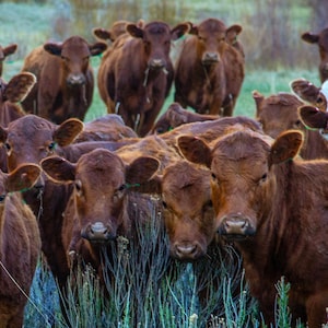 Cow wall art, curious cows, cow pictures, cattle smiling, highland cow wall art,