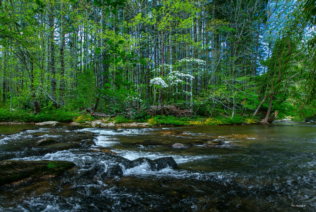 Forest Stream Picture, Spring Flowers Along River, Tennessee Creek ...