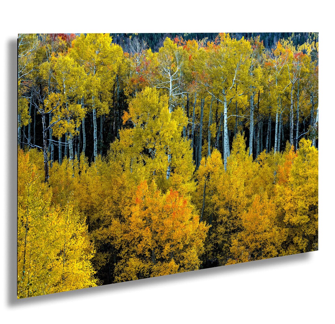 Aspen Tree Autumn Print, Colorado Autumn Wall Art, Fall Colors Birch ...