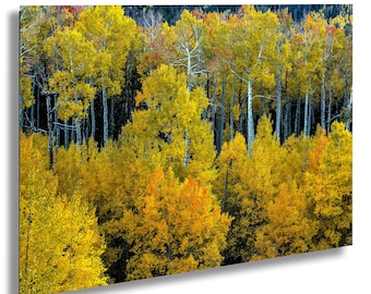 May include: A vibrant landscape photograph of a forest in autumn. The image showcases a dense collection of trees with bright yellow and orange foliage. The trunks of the trees are visible, creating a contrast against the colorful leaves.