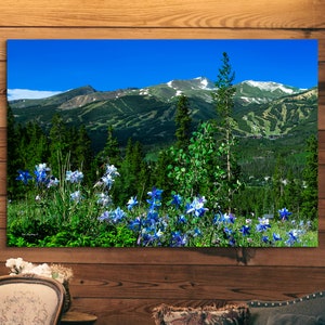 Breckenridge Colorado summer, Colorado wall art, wildflowers in Colorado, columbines, large wall art, nature wall art, cabin decor