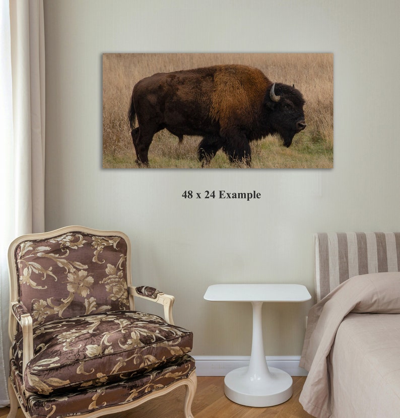 Yellowstone Bison Photography: Wyoming Wildlife Wall Art - Etsy