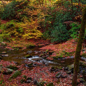 Smoky Mountain Stream Photography: Autumn Forest Print