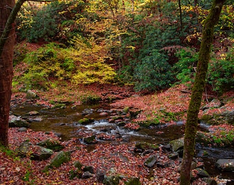 Mountain stream in fall colors, Smoky mountain autumn, autumn mountain stream, forest stream, Smoky mountain national park, Tennessee stream