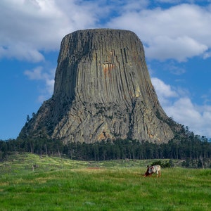 Könnte beinhalten: Eine große, graue Felsformation, bekannt als Devils Tower, erhebt sich dramatisch aus einem grasbewachsenen Feld. Zwei Kühe grasen im Vordergrund, eine weiße und eine braune.
