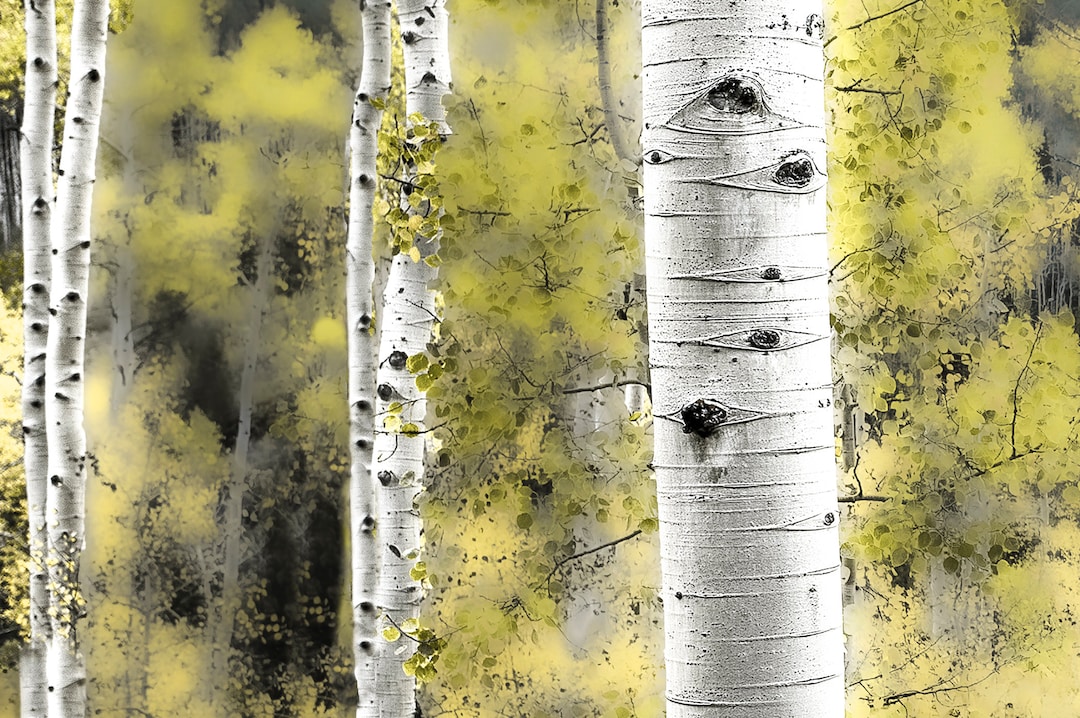 Aspen Tree Wall Art, Abstract Wall Art, Aspen Trees, Mountain Wall Art