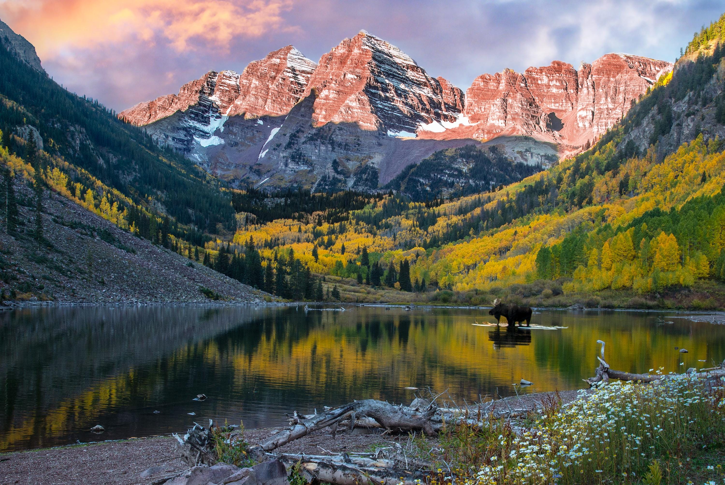 Maroon Bells with moose, Maroon Bells fall picture, Colorado aspens, Autumn colors and mountains, Aspen Colorado landscape picture