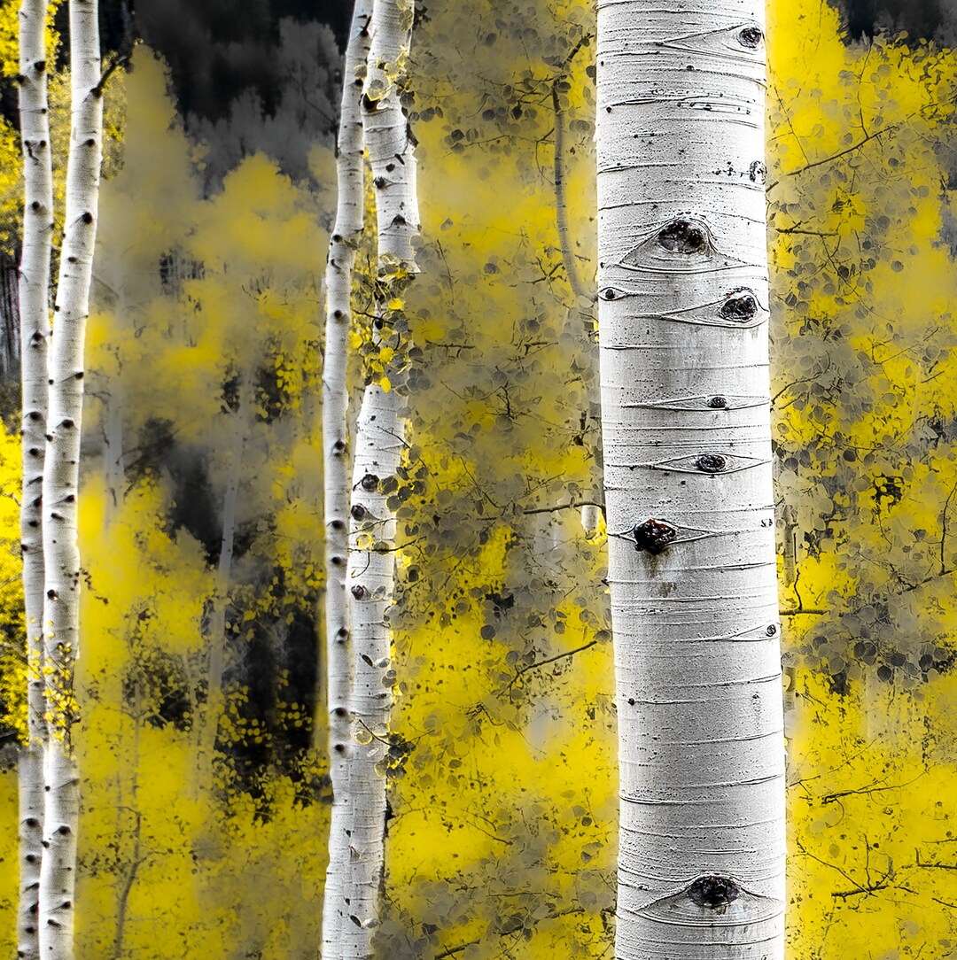 Aspen Tree Wall Art Landscape Wall Art Aspen Trees Autumn Etsy
