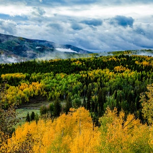 Colorado Autumn Aspen Trees Photography: Mountain Wall Art