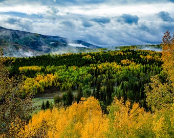 Colorado Autumn Aspen Trees Photography: Mountain Wall Art