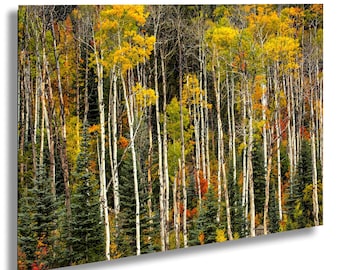 Aspen tree forest autumn print, Colorado wall art, Fall home decor,