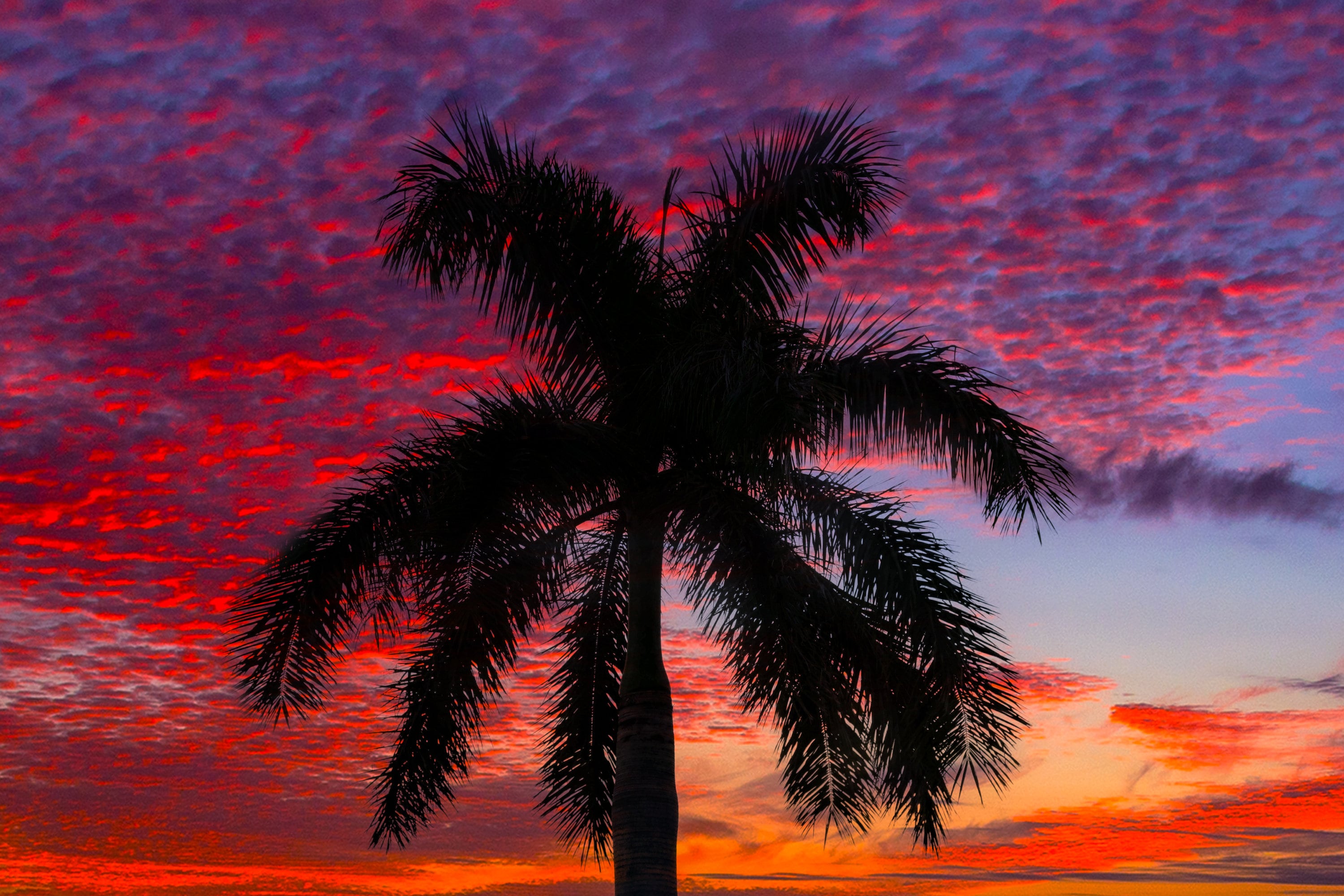 Florida Palm Tree Sunset Print: Tropical Wall Art - Etsy