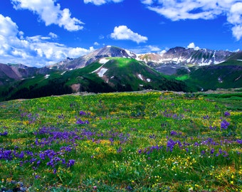Mountain wildflower picture, Colorado wall art, 3 piece wall art canvas, aspen wildflowers, bedroom wall art, home interior pictures,