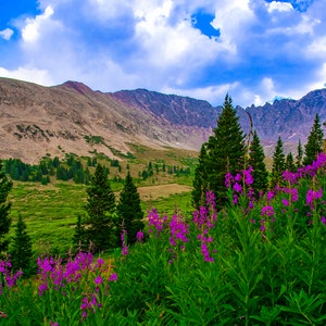Wildflowers print from Colorado Rocky Mountains, Leadville, Breckenridge, nature wall art, wildflower prints, Copper mountain,
