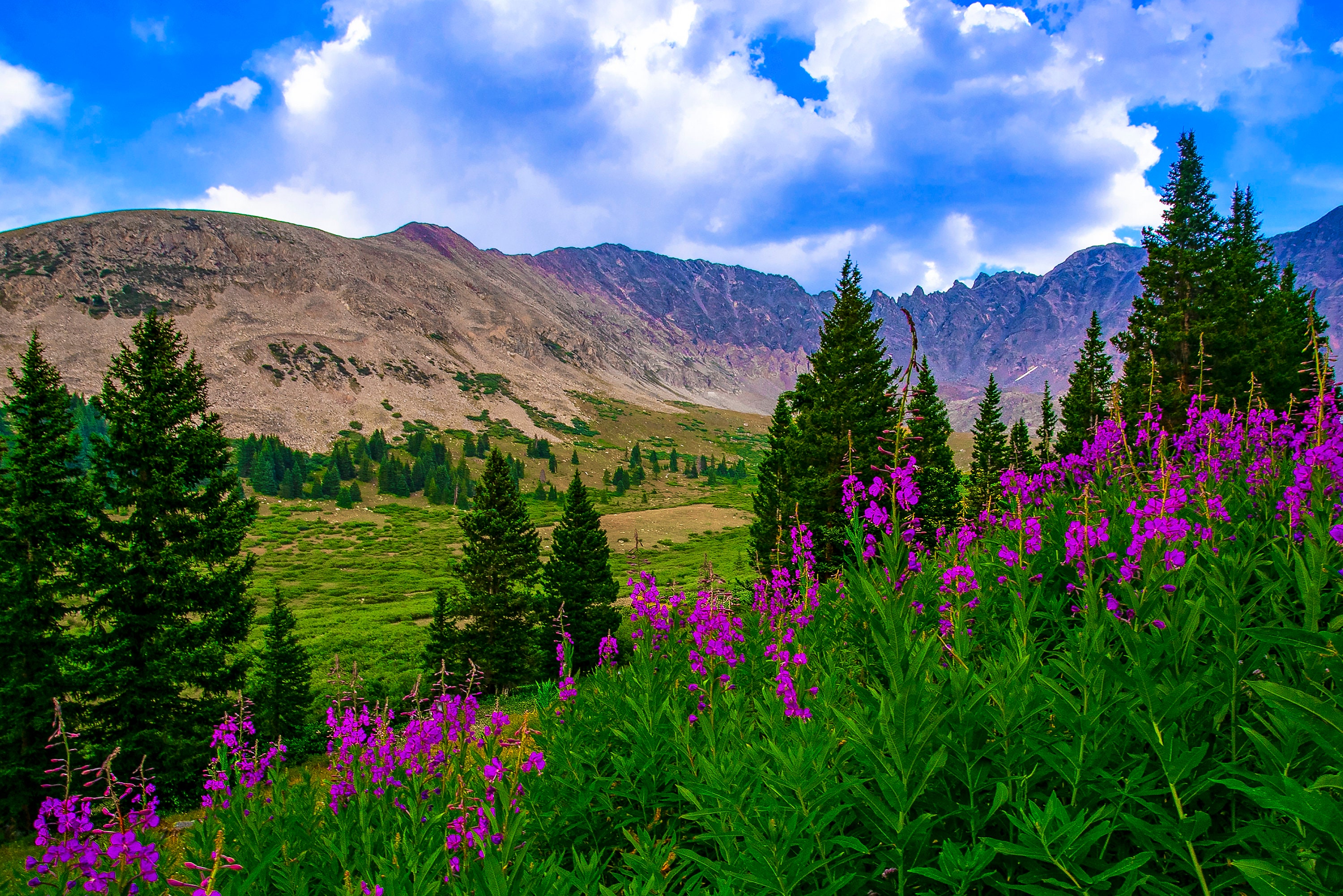 Wildflowers print from Colorado Rocky Mountains, Leadville, Breckenridge, nature wall art, wildflower prints, Copper mountain,