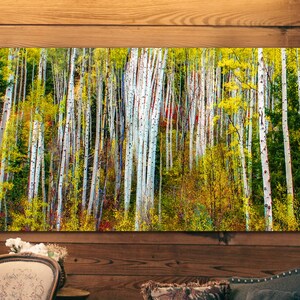 May include: A vibrant autumn forest scene with tall, white-barked aspen trees. The trees are surrounded by a mix of yellow, green, and red foliage. The scene is captured in a panoramic format, showcasing the beauty of the changing seasons.