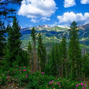 Breckenridge Colorado summertime picture, Breckenridge art, wildflowers of Colorado, mountain wall art, extra large wall art,