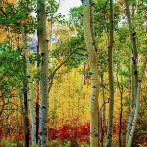 Colorado Aspen Tree Autumn Landscape Photography: Fall Colors Wall Art
