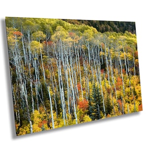 Aspen Fall Landscape Photography: Colorado Autumn Cabin Decor
