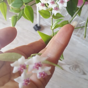 Può includere: Primo piano di un fiore bianco con centri rosa. Il fiore fa parte di una pianta da interno con foglie verdi.